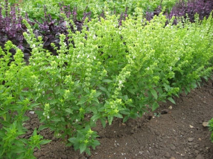 Picture of Basil Bush